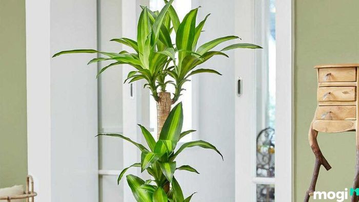 Cây Thiết Mộc Lan đẹp và may mắn