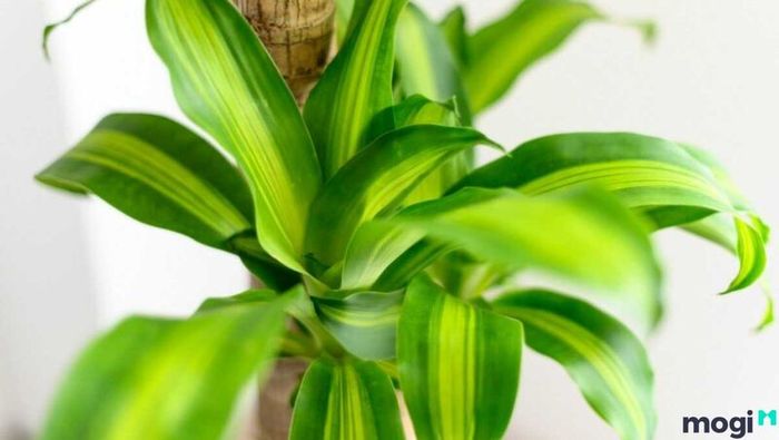 Cây Thiết Mộc Lan tươi tốt