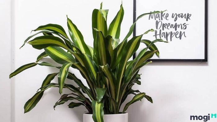 Cây Thiết Mộc Lan đẹp