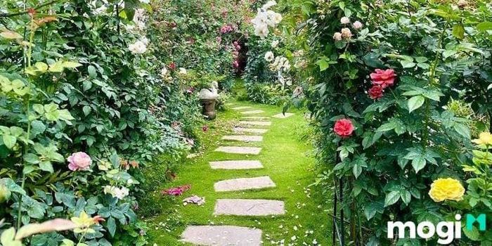 Bồn hoa đẹp trước nhà sẽ làm nổi bật không gian sống, mang đến sự tươi mới cho ngôi nhà.