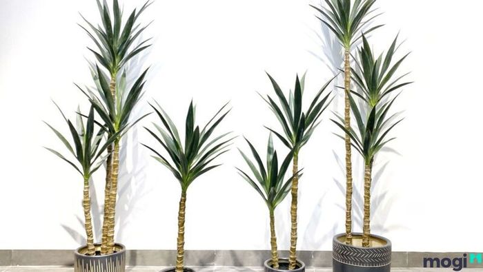 Cây Thiết Mộc Lan đẹp