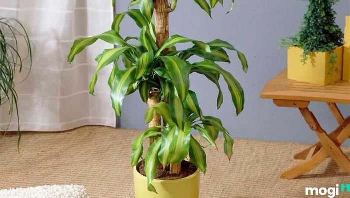 Cây Thiết Mộc Lan đẹp mắt