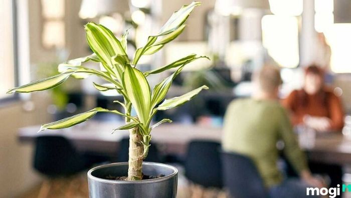 Cây Thiết Mộc Lan đẹp và khỏe mạnh