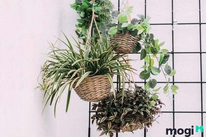 Bồn hoa đẹp trước cửa nhà sẽ tạo nên vẻ đẹp hài hòa và thu hút mọi ánh nhìn.