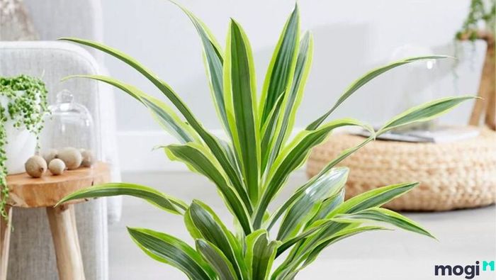 Cây Thiết Mộc Lan đẹp