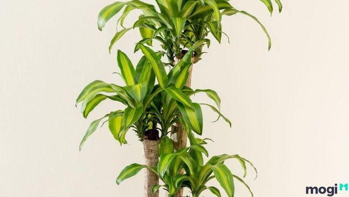 Cây Thiết Mộc Lan phát triển mạnh mẽ