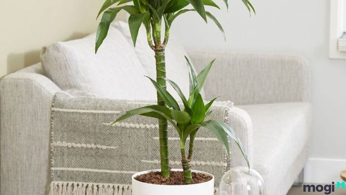 Cây Thiết Mộc Lan đẹp