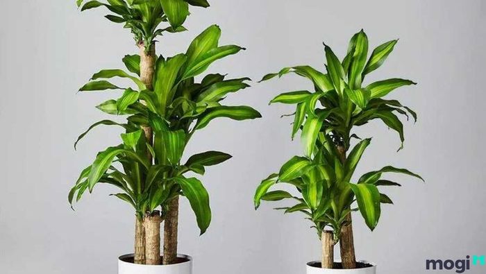 Cây Thiết Mộc Lan đẹp