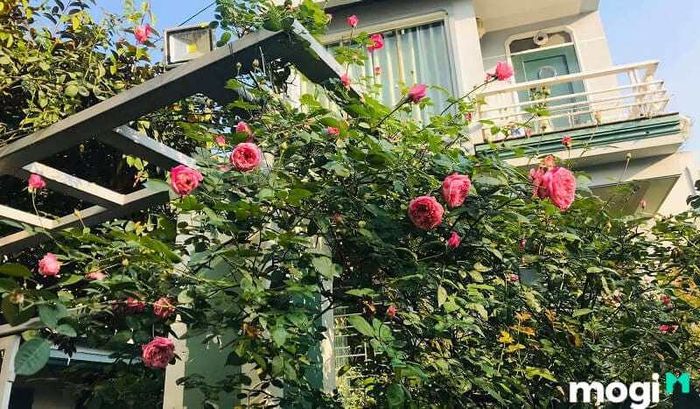 Bồn hoa đẹp trước cửa nhà