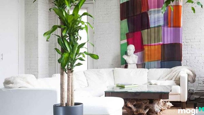 Cây Thiết Mộc Lan tươi tốt