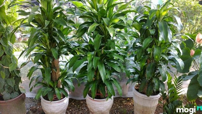 Cây Thiết Mộc Lan đẹp