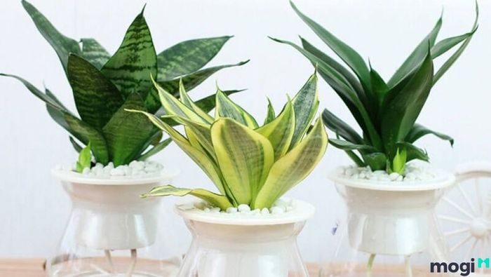 Cây Thiết Mộc Lan đẹp