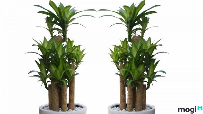 Cây Thiết Mộc Lan xanh mướt và khỏe mạnh