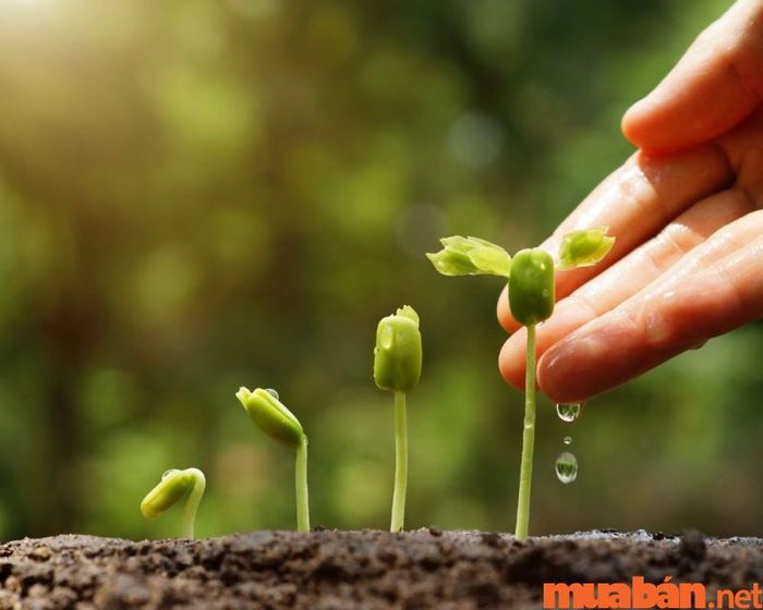 Kinh doanh hạt giống nông nghiệp đang trở thành mô hình hấp dẫn và đầy tiềm năng.