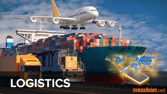 Học logistics có thể làm việc ở đâu?