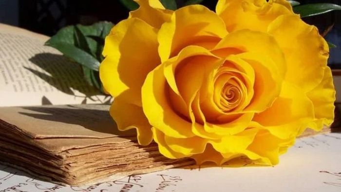 Hình ảnh hoa hồng – Món quà tinh tế cho ngày Valentine ý nghĩa