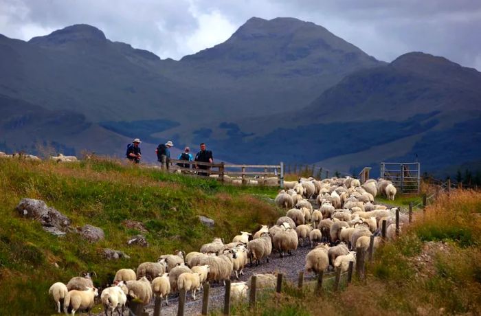 Nature right at your doorstep: The West Highland Way.