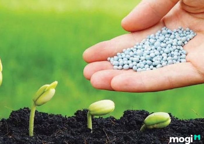 Phân bón tác động như thế nào đến độ pH của đất?