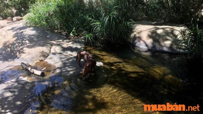 Hòa mình vào âm thanh dịu êm của Suối Lô Ồ