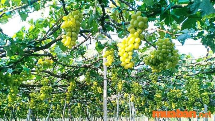 Trải nghiệm một ngày làm nông dân tại vườn nho Ba Mọi