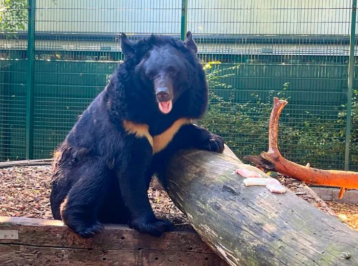 Yampil is now recovering at a wildlife rescue center located in Belgium.