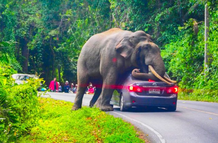 Khao Yai National Park is home to approximately 200 wild elephants, according to park authorities.