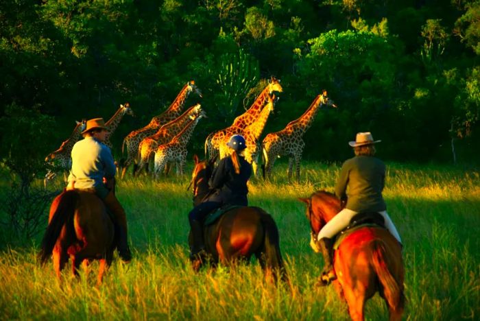 At Ant's Nest and Ant's Hill, guests have the unique opportunity to observe wildlife from horseback.