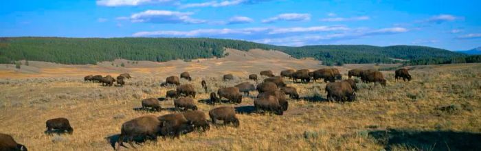 A bison herd grazes peacefully in Hayden Valley at Yellowstone National Park.