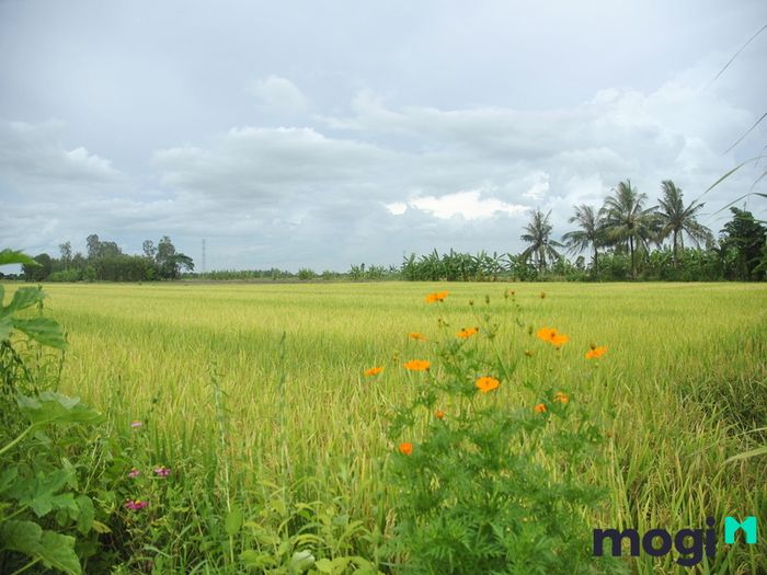 Đất nông nghiệp rất phù hợp để phục vụ cho nhu cầu phát triển kinh doanh, đặc biệt là các mô hình sản xuất, xây dựng nhà xưởng.