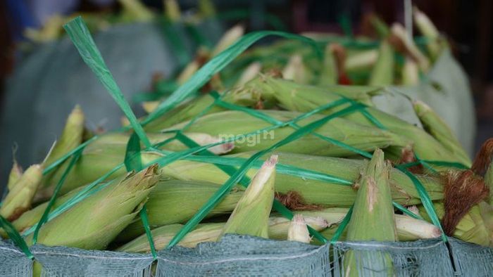 Các mặt hàng được bày bán tại chợ Ngã Ba Bầu chủ yếu là các loại bắp tươi ngon, được phân phối từ nhiều tỉnh.
