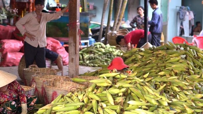 Chợ bắp Ngã Ba Bầu Sài Gòn chỉ chuyên bán duy nhất một mặt hàng – bắp