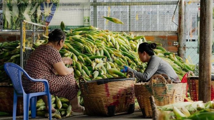 Chợ bắp Ngã Ba Bầu hoạt động suốt ngày đêm, không khí mua bán sôi động