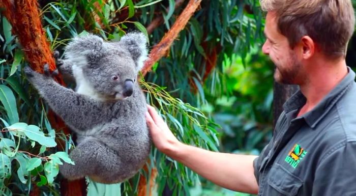 The Australian Reptile Park is set to welcome visitors back on June 1.