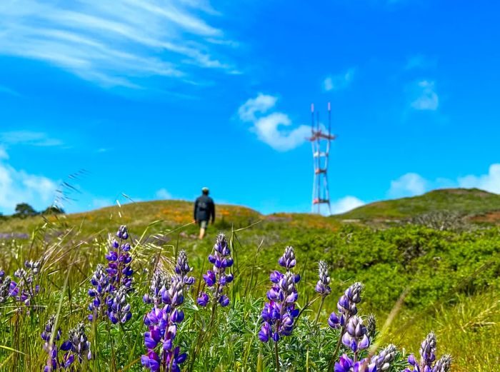 Purple wildflowers in the spring at Twin Peaks, San Francisco