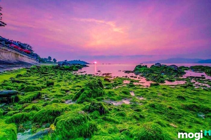 Hướng dẫn di chuyển đến bãi rêu Nha Trang