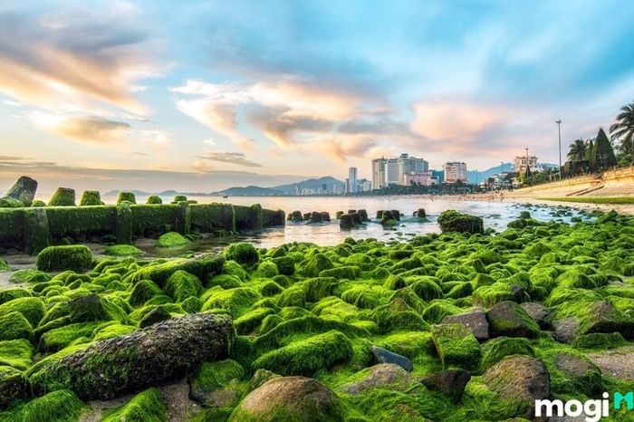 Bãi rêu Nha Trang nằm ở đâu?