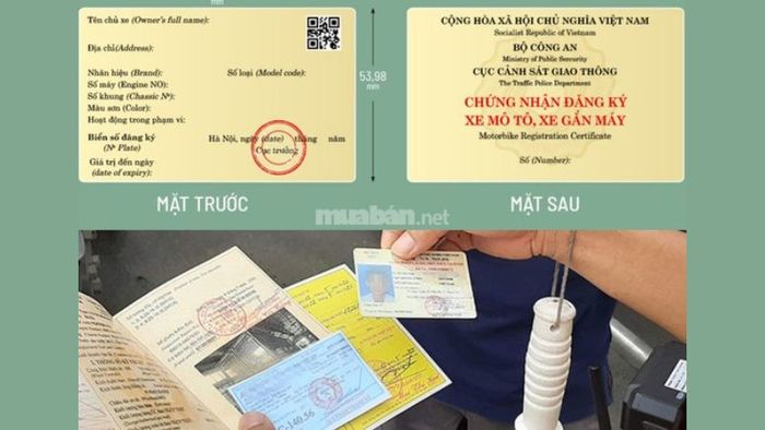 Cà vẹt xe là gì?
