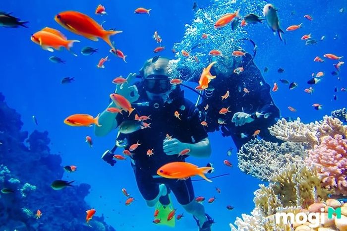 Khám phá thế giới san hô dưới lòng biển qua hoạt động lặn biển hấp dẫn tại đảo khỉ Nha Trang.