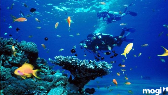 vien-hai-duong-hoc-nha-trang-10