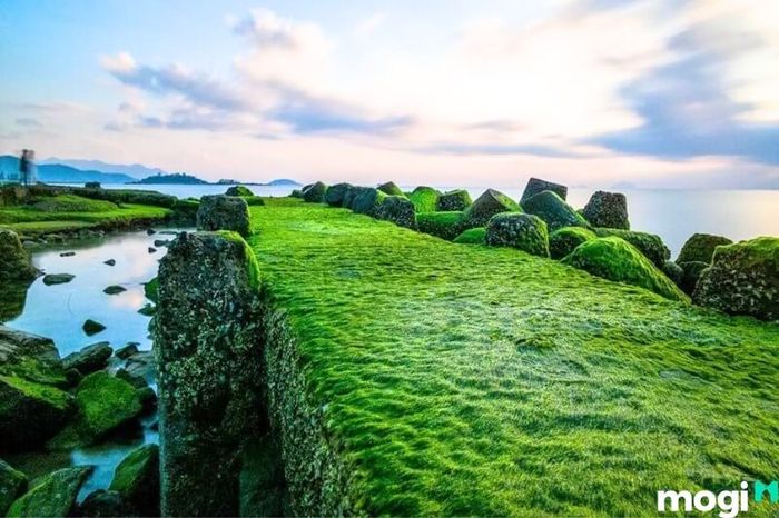 Khi nào là thời điểm lý tưởng để tham quan bãi rêu Nha Trang?