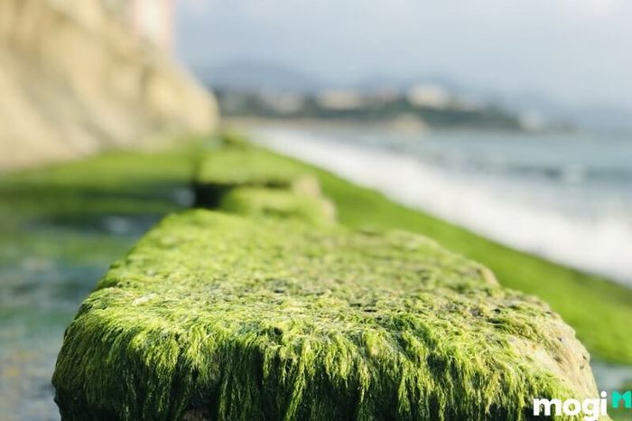 Khi nào là thời điểm lý tưởng để tham quan bãi rêu Nha Trang?