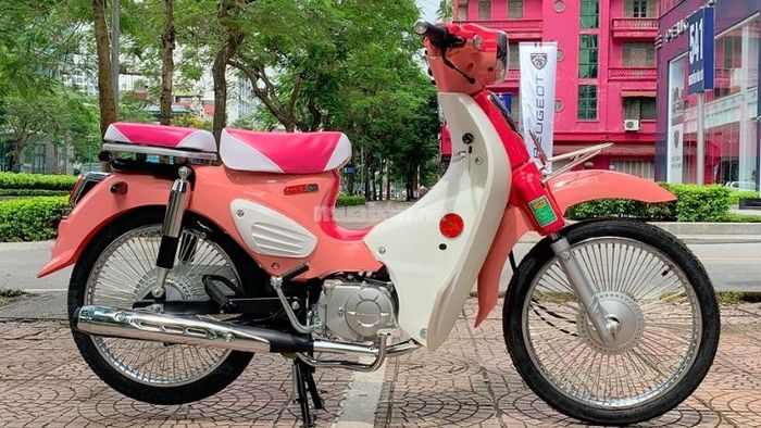 Xe Cub 50 độ màu hồng nổi bật, thể hiện cá tính mạnh mẽ.