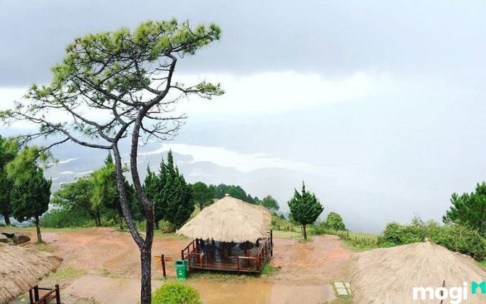 Khám phá Bãi Mimosa tại Langbiang