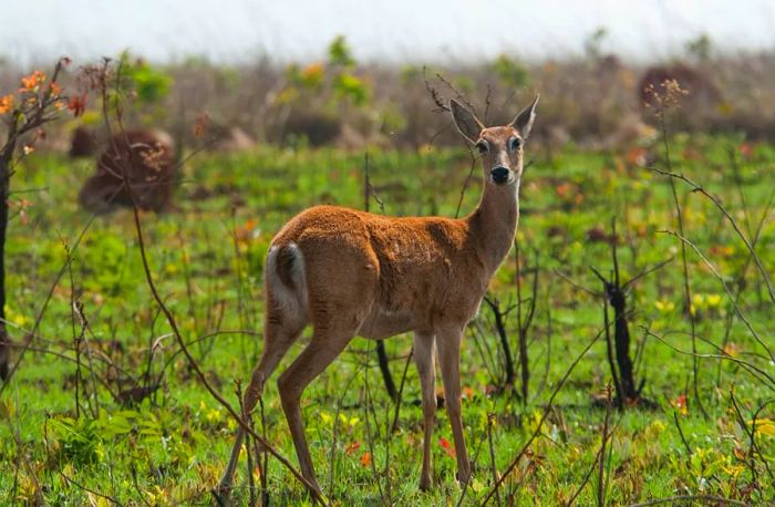 Pampas deer are among the many species that call Emas National Park home.