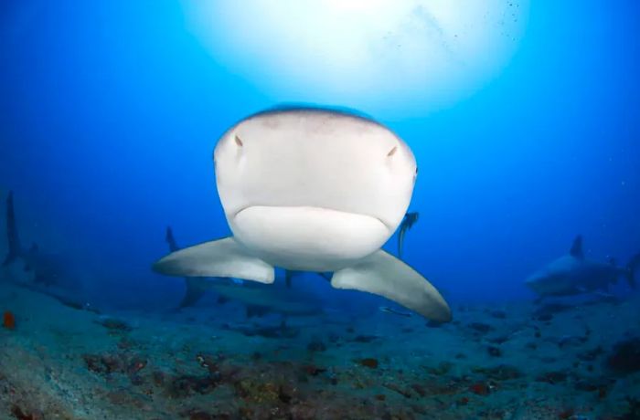 Bull sharks are known for their fierce reputation, but attacks on humans are actually quite rare.