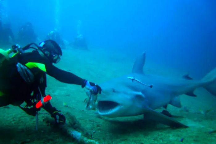 Bull sharks in the area