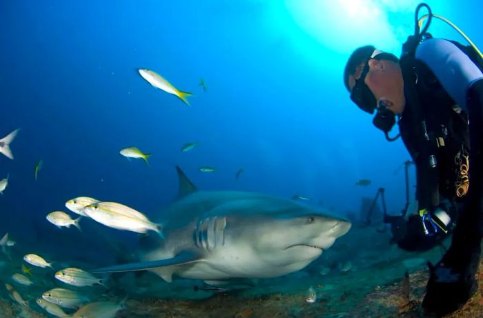 Cuba is committed to protecting its sharks while also capitalizing on the thrill of close encounters.