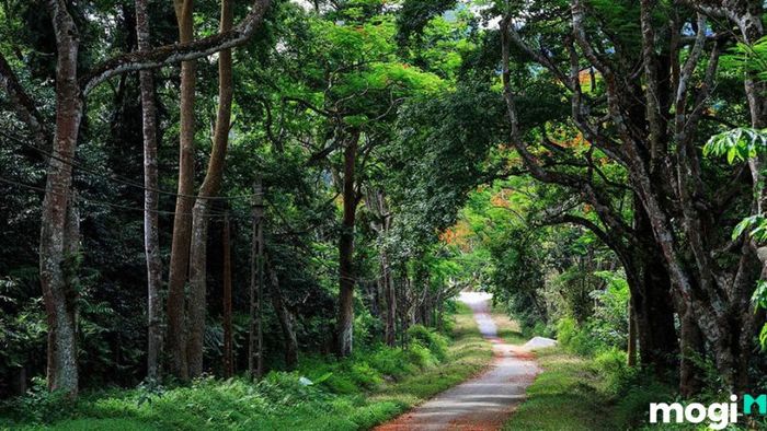Du lịch Tam Đảo, bạn không thể bỏ qua Vườn Quốc Gia Tam Đảo với hệ sinh thái đa dạng và cảnh quan thiên nhiên tuyệt đẹp, là nơi lý tưởng cho những ai yêu thích khám phá thiên nhiên hoang sơ.