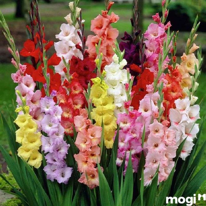 Khi chuyển vào nhà mới, bạn nên cắm hoa gì? Hoa Lay Ơn là một lựa chọn tuyệt vời.