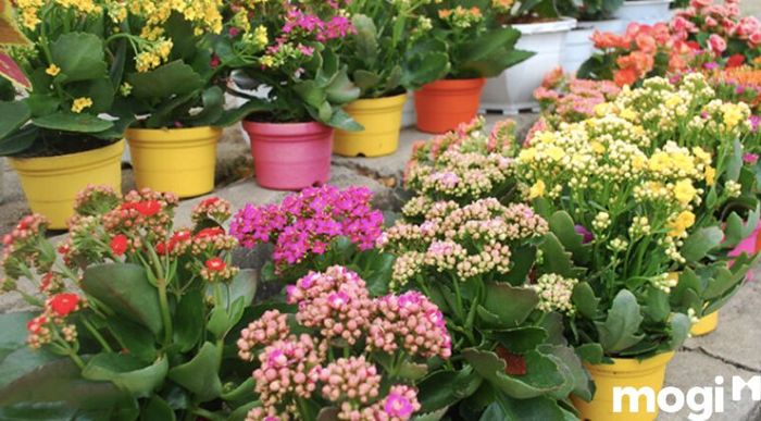 Về nhà mới nên cắm hoa gì? Hoa Sống Đời là một sự lựa chọn tuyệt vời.